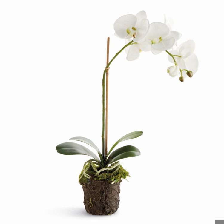 PHALAENOPSIS ORCHID DROP-IN
