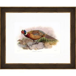 AP Gould Gamebirds 23x19 - GB05