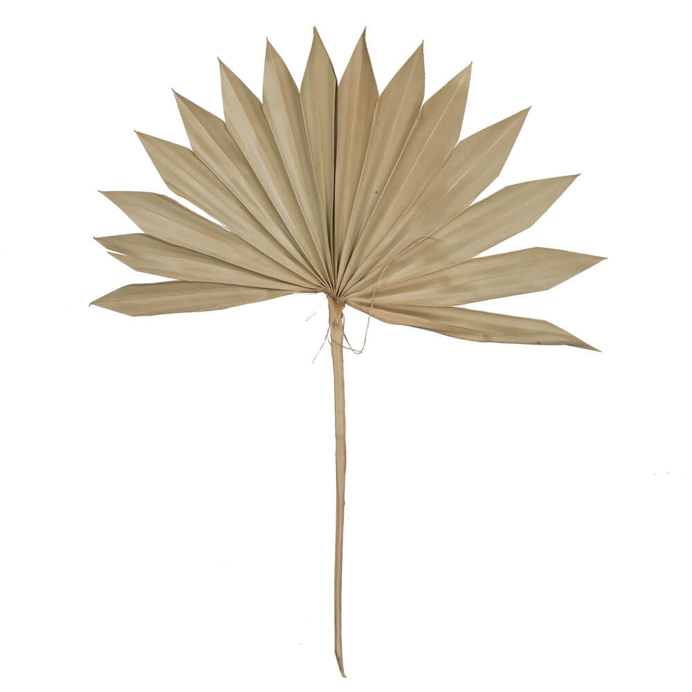 Vickerman Natural Botanicals 13.75 - 19.5" Metallic Gold Dried Palm Sun Spear, 12 per bag.