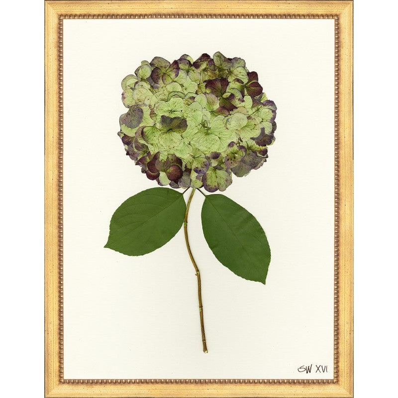 SW Hydrangea 16 14x18